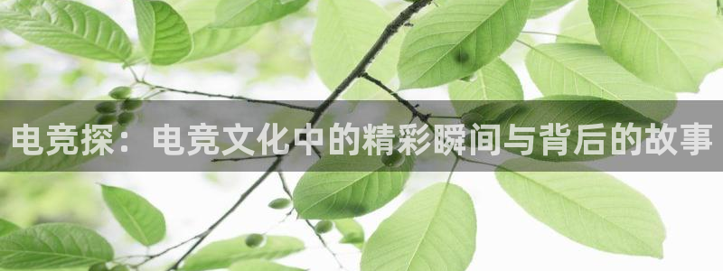 蜂鸟电竞怎么看直播：电竞探：电竞文化中的精彩瞬间与背后的故事